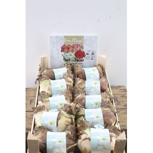 Hipp Bulb Twin White In Wooden Crate