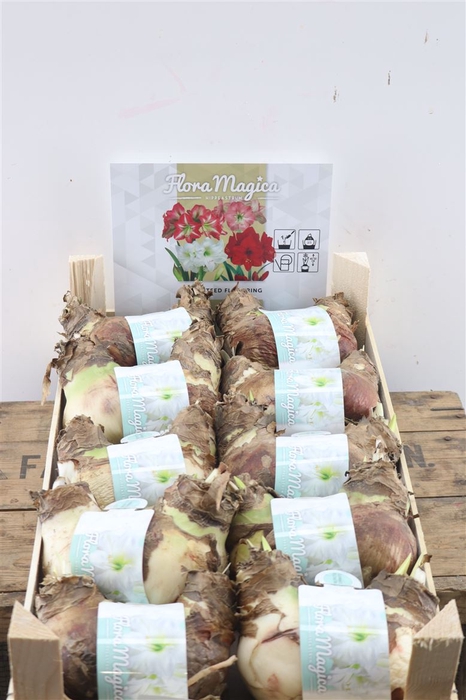 Hipp Dry Bulb Twin White In Wooden Crate