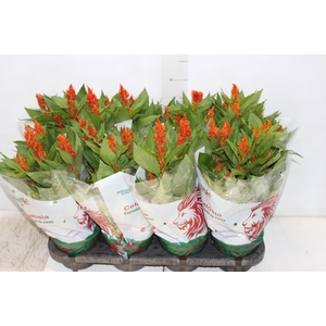 CELOSIA FLAME ORANGE P14