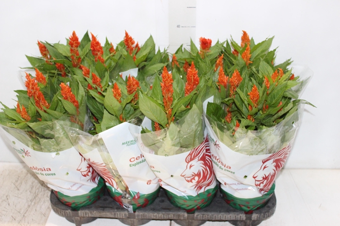 <h4>CELOSIA FLAME ORANGE P14</h4>