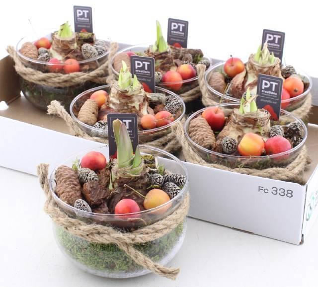 <h4>ARR BOL KNOLGEWAS</h4>