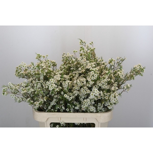 Chamelaucium Dancing Queen White