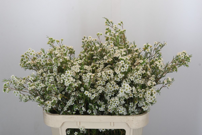 <h4>Chamelaucium Dancing Queen White</h4>