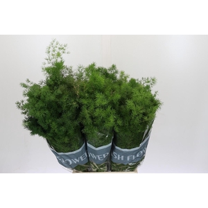 Asparagus Umbellatus