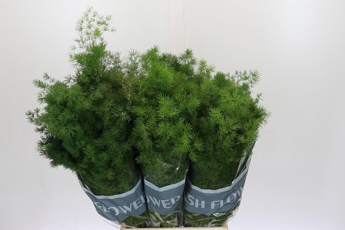 Asparagus Umbellatus