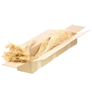 Broom Bloom Bunch Sb Bleached White