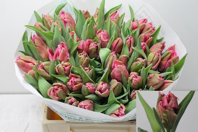 <h4>TU PA MARVEL PARROT</h4>