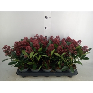 Skimmia jap. 'Rubella'