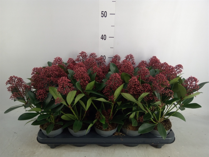 <h4>Skimmia jap. 'Rubella'</h4>