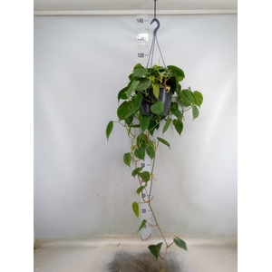 Philodendron scand.