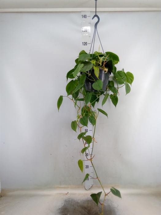 <h4>Philodendron scand.</h4>