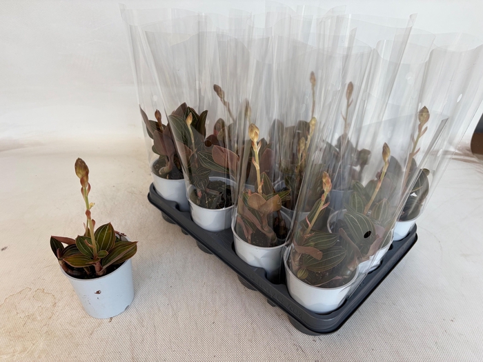 <h4>LUD DISCOLOR</h4>