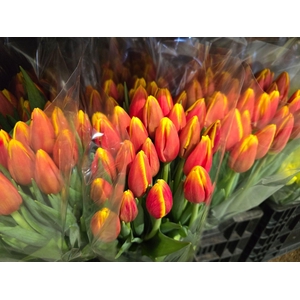 Tulpes Raudonos su geltonu LT