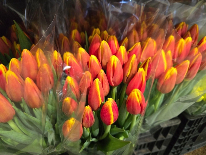 <h4>Tulpes Raudonos su geltonu LT</h4>