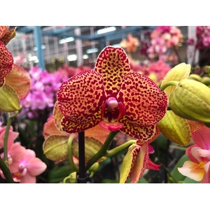 Phalaenopsis multiflora 1 tak Yellow leopard (Scenza)