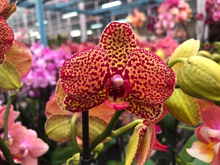 <h4>Phalaenopsis multiflora 1 tak Yellow leopard (Scenza)</h4>