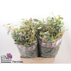 EUC POLYAN FRUI P BS