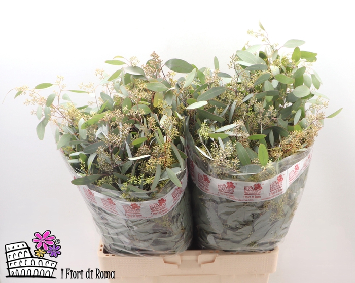 <h4>EUC POLYAN FRUI P BS</h4>