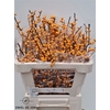 Ilex Golden Verboom