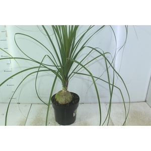 BEAUCARNEA P17