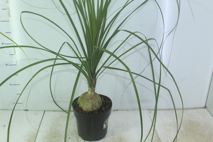 <h4>BEAUCARNEA P17</h4>