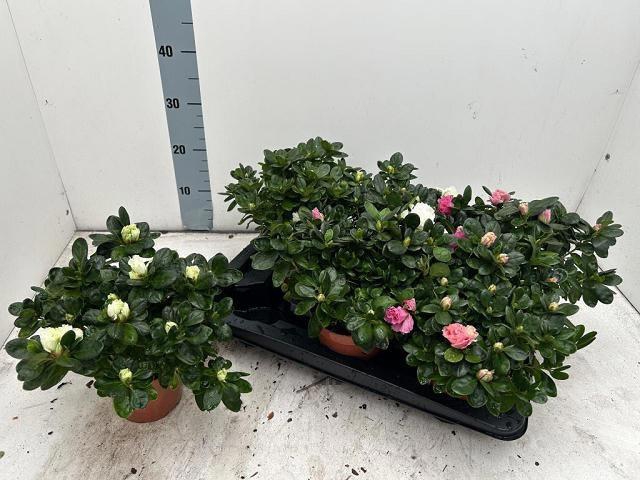 <h4>RHODO SI VOGEL GEM</h4>