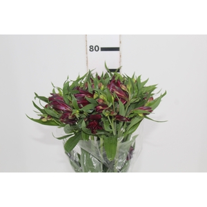 ALSTROEMERIA POMPEII 080 CM
