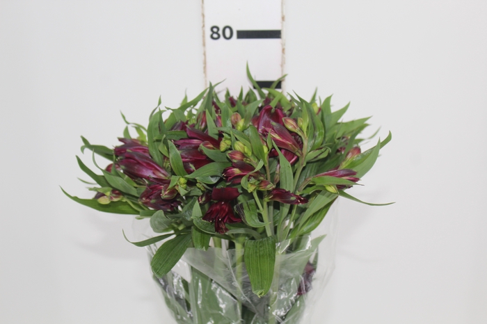 <h4>ALSTROEMERIA POMPEII 080 CM</h4>