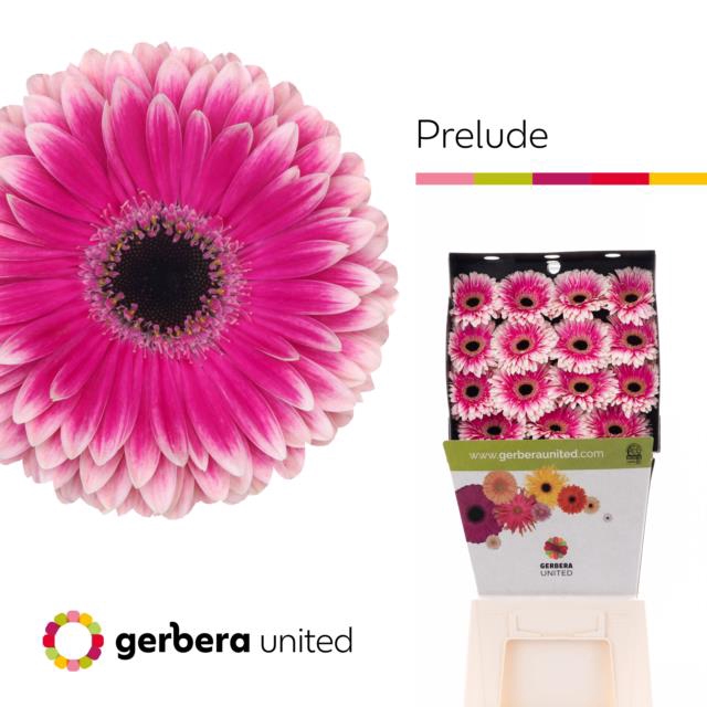 <h4>Gerbera diamond prelude</h4>