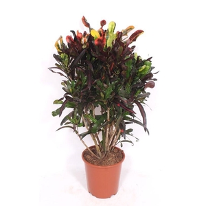 Codiaeum Mammi (Croton Mammi)