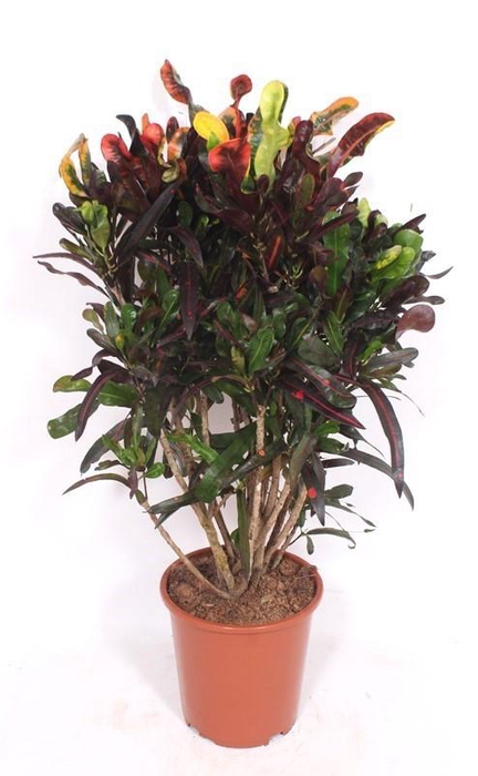 <h4>Codiaeum Mammi (Croton)</h4>
