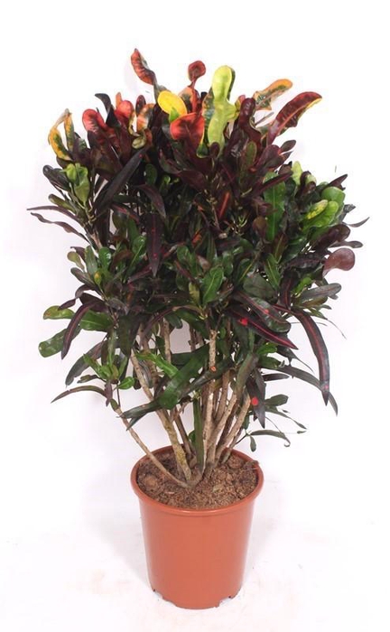 <h4>Codiaeum Mammi (Croton Mammi)</h4>