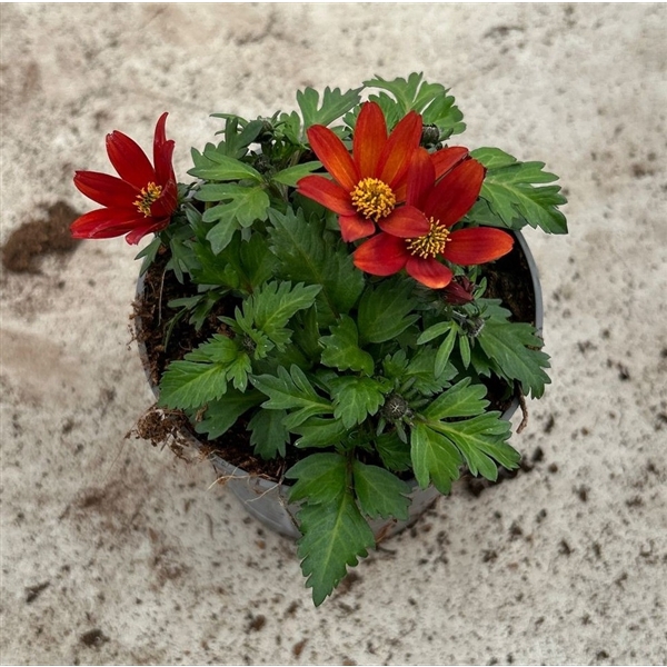 <h4>Bidens 2 Teeth Red Yellow Center</h4>