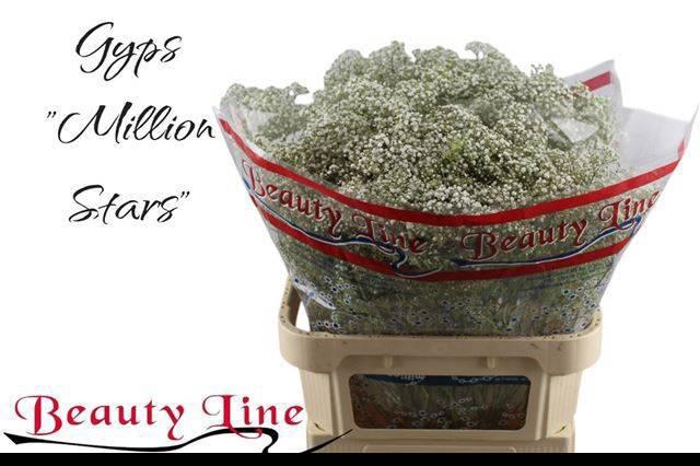 <h4>GYPS PA MILLION STAR</h4>