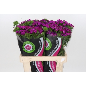 Dianthus Br Am Neon Assorted Promo 27x (3 colors)