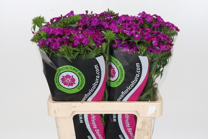 <h4>Dianthus Br Am Neon Purple </h4>