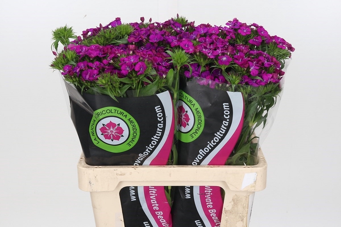 <h4>Dianthus Br Am Neon Assorted Promo 27x</h4>