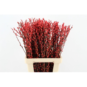 Salix Snowflake 70cm Red