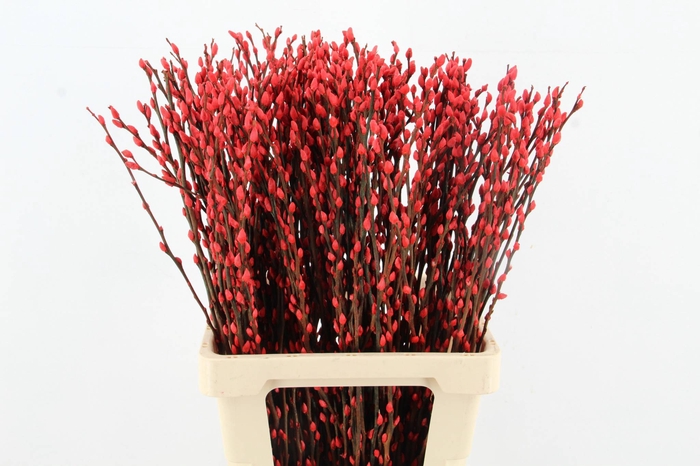 <h4>Salix Snowflake 70cm Red</h4>