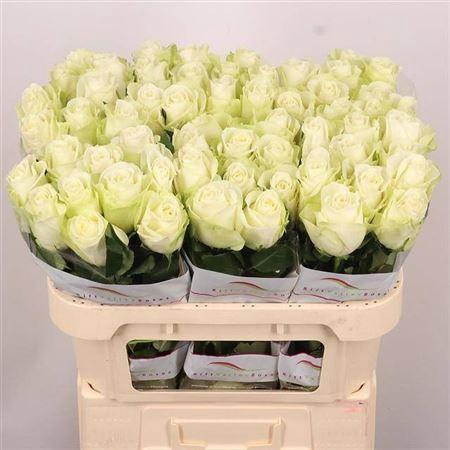 <h4>R Gr Snowstorm+</h4>