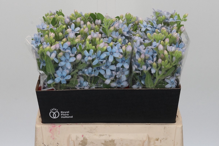 Oxypetalum Tweedia Blue