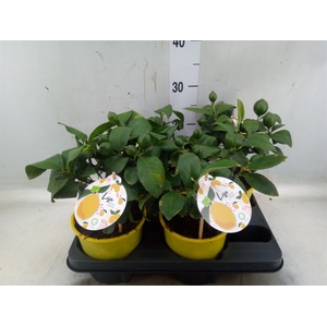 Citrus meyeri 'Meyer'