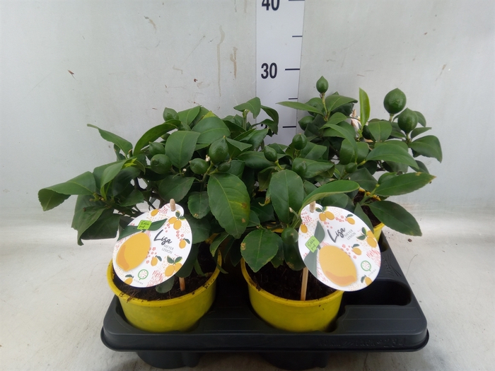 <h4>Citrus meyeri 'Meyer'</h4>