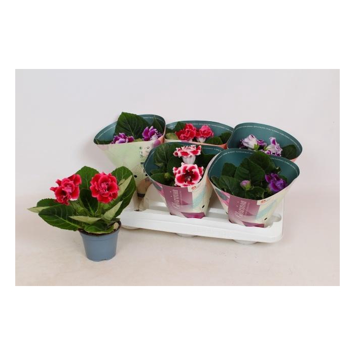 <h4>SINN BROCADE GEM</h4>