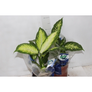 DIEFFENBACHIA VARIADO P17
