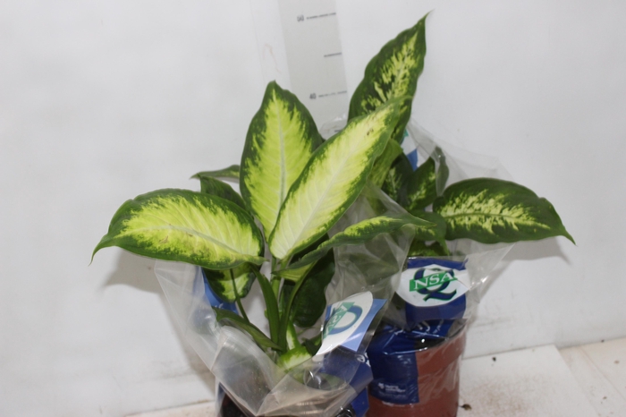 <h4>DIEFFENBACHIA VARIADO P17</h4>