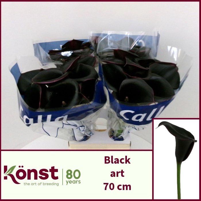 <h4>ZANT BLACK ART</h4>