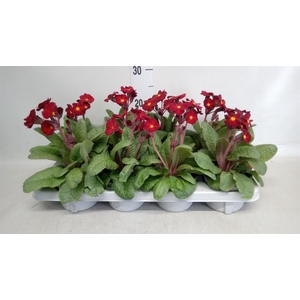 Primula elat. 'Gold Nugget'  ...mix