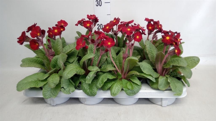 <h4>Primula elat. 'Gold Nugget' ...mix</h4>