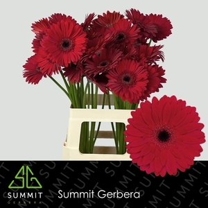 Gerbera Barones Water x40 Lang